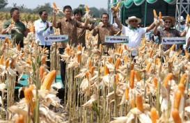 BUMD di Kabupaten Kediri Diminta Tampung Jagung Petani