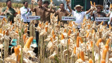 BUMD di Kabupaten Kediri Diminta Tampung Jagung Petani