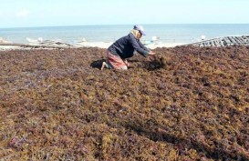 Industri Rumput Laut Makin Lebat