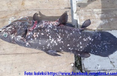 Ikan Purba Ditemukan di Raja Ampat. Beda dengan Coelacanth  di Manado