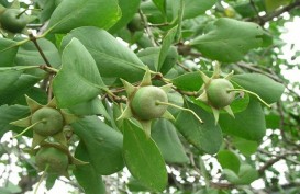 Musi Banyuasin Olah Buah Mangrove dan Sabut Kelapa