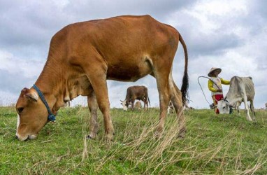 200.000 Sapi di Lampung Masuk Program Wajib Bunting