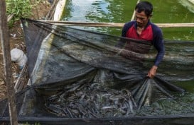 Nelayan di Sumut Disarankan Ternak Lele Sembari Migrasi Alat Tangkap Ikan