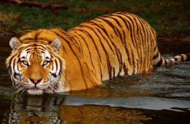 Harimau Sumatera yang Terjebak di Ruko Akhirnya Dibawa ke Dharmasraya