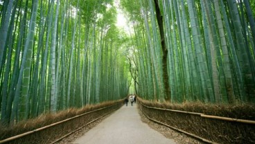 Wisata Hutan Bambu Masih Terkendala Akses Jalan