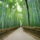 Wisata Hutan Bambu Masih Terkendala Akses Jalan