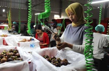 Ekspor Manggis Bali ke China Meningkat 60% 