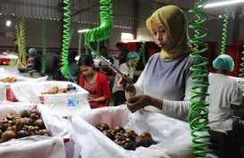 Ekspor Manggis Bali ke China Meningkat 60% 