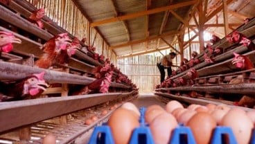 Pasokan Daging, Ayam, Telur Akhir Tahun Diyakini Aman