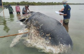 KLHK: Sampah di Laut Sebagian Besar Dari Daratan