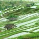 Lestarikan Subak, Denpasar Alih Fungsi Lahan ke Awig-awig