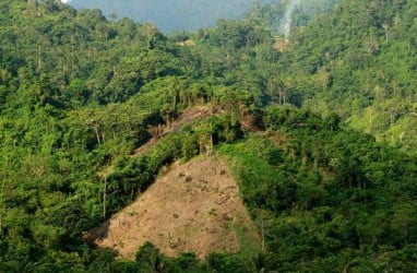 Dana Lingkungan Hidup Diprioritas untuk Pemulihan Pohon