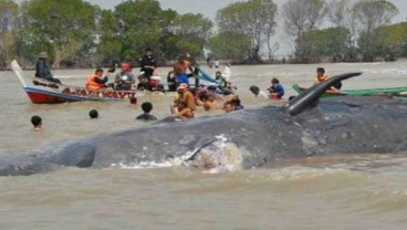 145 Ikan Paus Mati setelah Terdampar Bersama di Selandia Baru