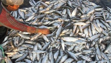 Pengusaha Kaltara Siap Tampung Produksi Ikan Bandeng 