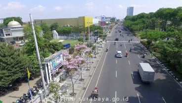 Sensasi Bunga Sakura di Surabaya. Mekar Oktober-November, Rontok Desember