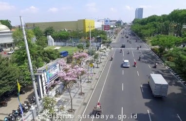 Sensasi Bunga Sakura di Surabaya. Mekar Oktober-November, Rontok Desember