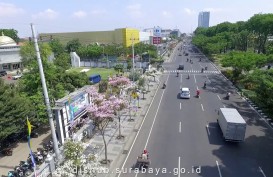 Sensasi Bunga Sakura di Surabaya. Mekar Oktober-November, Rontok Desember