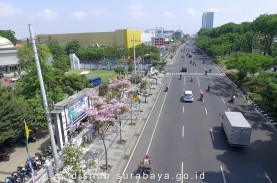 Sensasi Bunga Sakura di Surabaya. Mekar Oktober-November,…