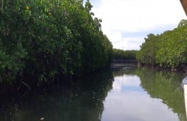 Mangrove Pembelah Pasi-Gusung Jadi Destinasi Wisata Selayar