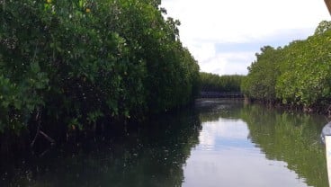 Mangrove Pembelah Pasi-Gusung Jadi Destinasi Wisata Selayar