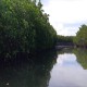 Mangrove Pembelah Pasi-Gusung Jadi Destinasi Wisata Selayar