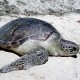 Penyu Mati di Sekitar Kepulauan Seribu, Diduga Akibat Makan Sampah Plastik