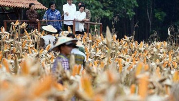 Bulog Ogah Berpolemik Soal Data Jagung