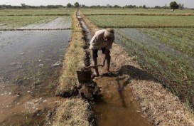 Perbankan di Jatim Diminta Lebih Berani Kucurkan Kredit Pertanian