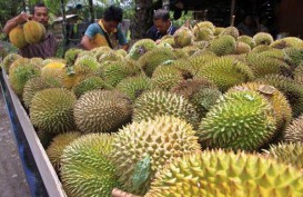 Meulaboh, Aceh Barat, Dibanjiri Durian