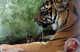 FELINE FEEDING: Yuk, Bertualang Memberi Makan "Kucing Besar" di Taman Safari Indonesia