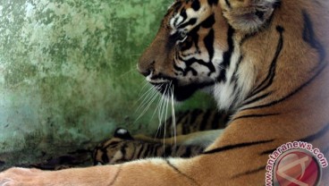 FELINE FEEDING: Yuk, Bertualang Memberi Makan "Kucing Besar" di Taman Safari Indonesia