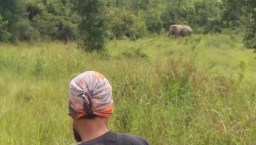 Cegah Gajah Liar, Musi Banyuasin Pasang Sirine di Perkebunan