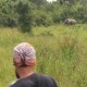 Cegah Gajah Liar, Musi Banyuasin Pasang Sirine di Perkebunan