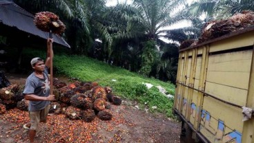 Petani Sawit di OKU Keluhkan Harga Jual