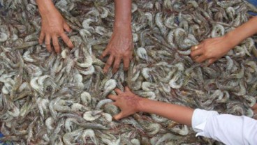 Harga Udang Vaname Ekspor dari Aceh Menurun