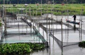 Pengurangan KJA Diklaim Turunkan Produksi Ikan Air Tawar