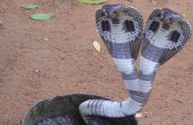 Sedang Bersihkan Sampah, Petugas Temukan Ular Kobra di Kali Pesanggrahan
