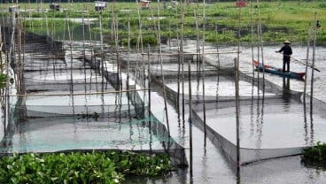 Lebak Pacu Budidaya Ikan Tawar