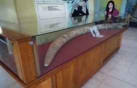 Sejumlah Warga di Ngawi Diduga Temukan Fosil Gading Gajah Purba