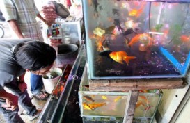 Budi Daya Ikan Hias di Luar Jawa Dipacu