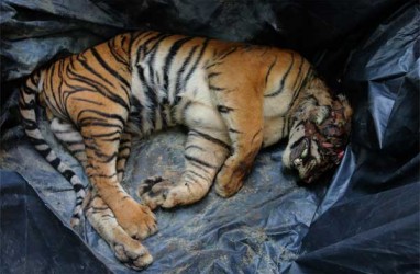 Petugas BKSDA Tangkap Pemburu Harimau Sumatera