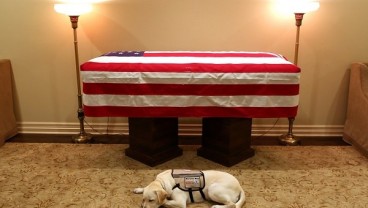 Sully, Anjing Piaraan George HW Bush yang Setia Sampai Akhir