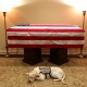 Sully, Anjing Piaraan George HW Bush yang Setia Sampai Akhir