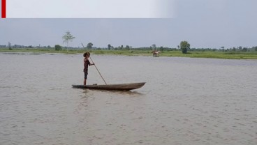 Sawah Rawa 200.000 Ha di Sumsel Beri Penghasilan ke Petani Rp12 Triliun