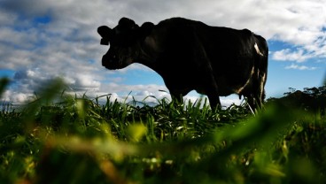 PUSAT PRODUKSI SUSU SAPI MODERN : FFI Bangun Dairy Village