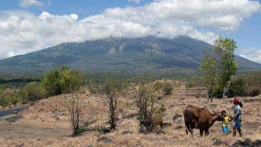 Bangka Tengah Genjot Program Integrasi Sawit - Sapi