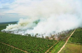 Pengadilan Denda Perusahaan Sawit Rp2 Miliar terkait Kebakaran Hutan