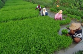 Sumbar Optimistis Target Produksi 3 Juta Ton Padi Terpenuhi