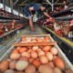 Harga Telur dan Daging Ayam di Purwokerto Bertahan Tinggi