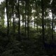 Konservasi Lahan & Air, PUPR Tanam 126.000 Pohon di 34 Provinsi